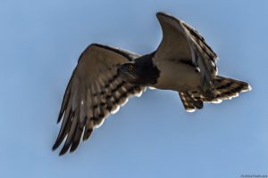Black Breasted Snake Eagle Flying