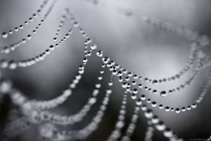 Dew Spider Web